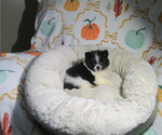 Litter of 4 - Male(s) and Female(s) PomeranianLitter of Puppies for Sale - Photo #4