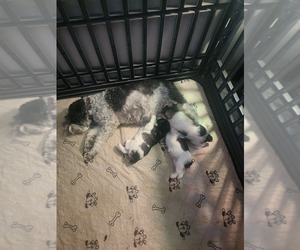 Schnauzer (Miniature) Litter for sale in COLORADO SPRINGS, CO, USA