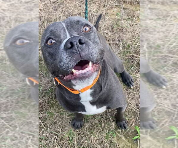 Medium Photo #11 American Pit Bull Terrier-Unknown Mix Puppy For Sale in Ridgefield, CT, USA