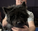 Small Photo #1 Cairn Terrier Puppy For Sale in ROCKFORD, IL, USA