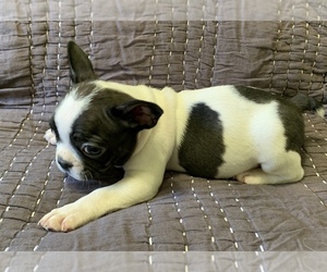 French Bulldog Puppy for sale in ATL, GA, USA