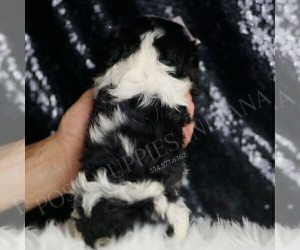 Medium Photo #6 Cavalier King Charles Spaniel Puppy For Sale in WARSAW, IN, USA
