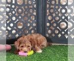 Small #3 Poodle (Miniature)