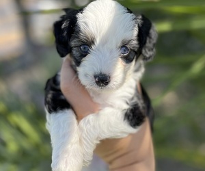Aussiedoodle Miniature Puppy for sale in MENIFEE, CA, USA