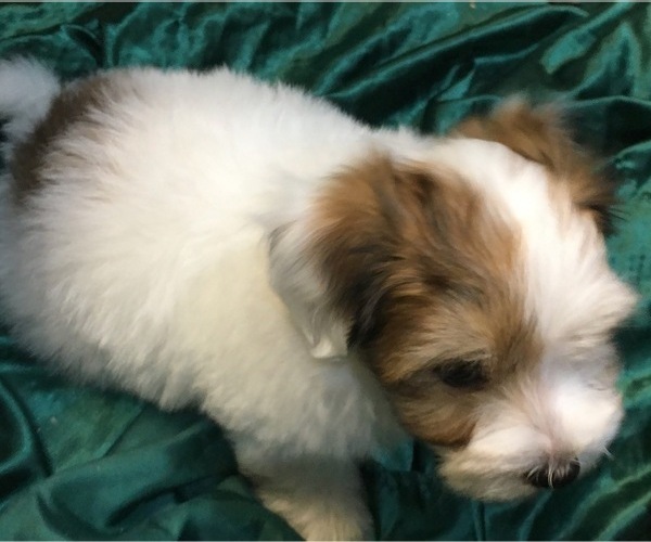 Medium Photo #5 Havanese Puppy For Sale in FENTON, MO, USA