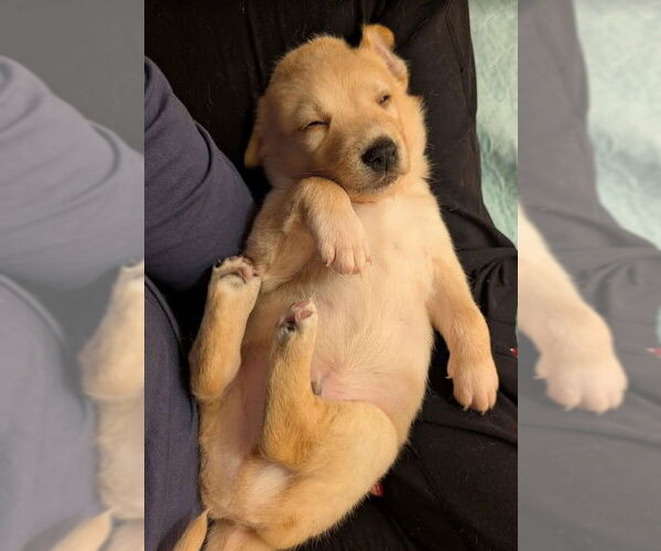 Medium Photo #6 Mutt Puppy For Sale in San Diego, CA, USA