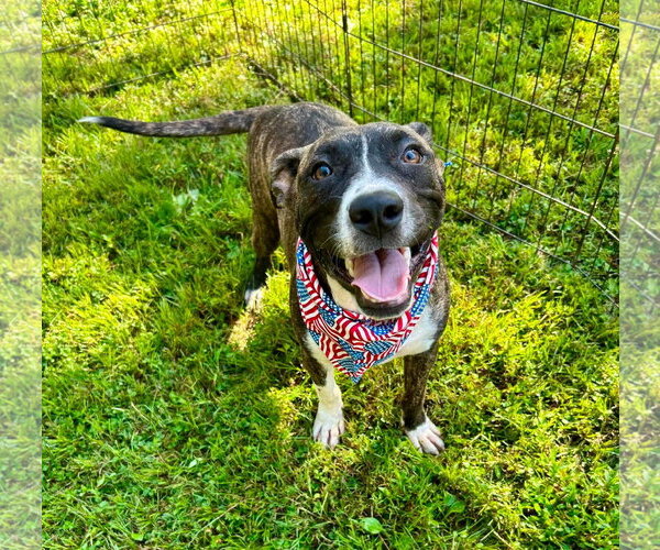 Medium Photo #2 Bullboxer Pit Puppy For Sale in Southbury, CT, USA