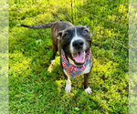 Small Photo #2 Bullboxer Pit Puppy For Sale in Southbury, CT, USA