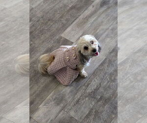 Havanese Dogs for adoption in St. Louis Park, MN, USA