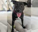 Henery - Male American Pit Bull Terrier-Unknown Mix Dog for Adoption - Small photo
