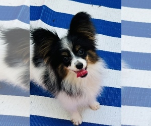 Papillon Puppy for sale in DRY PRONG, LA, USA