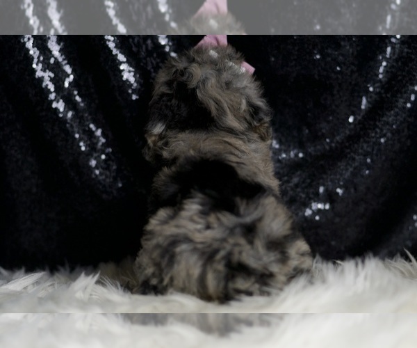 Medium Photo #82 Poodle (Miniature) Puppy For Sale in WARSAW, IN, USA