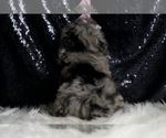 Small Photo #82 Poodle (Miniature) Puppy For Sale in WARSAW, IN, USA