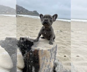 French Bulldog Puppy for sale in HAYWARD, CA, USA