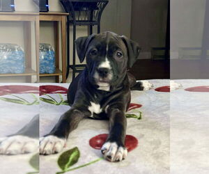 American Pit Bull Terrier-Unknown Mix Dogs for adoption in Hillsboro, MO, USA