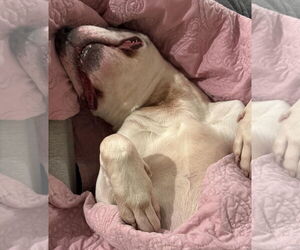 Chase - Male Staffordshire Bull Terrier-Unknown Mix Dog for Adoption - Photo #7