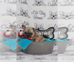 Small Photo #91 French Bulldog Puppy For Sale in TACOMA, WA, USA