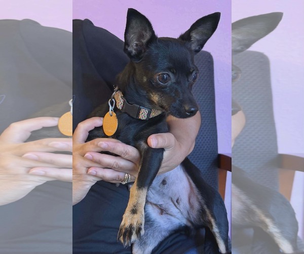 Medium Photo #2 Chihuahua Puppy For Sale in Middlesex, VT, USA