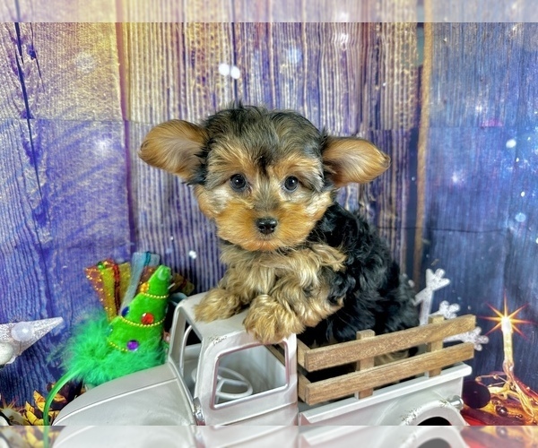 Medium Photo #3 Morkie Puppy For Sale in CASSVILLE, MO, USA