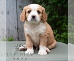 Small #4 Bernese Mountain Dog-Cavalier King Charles Spaniel Mix