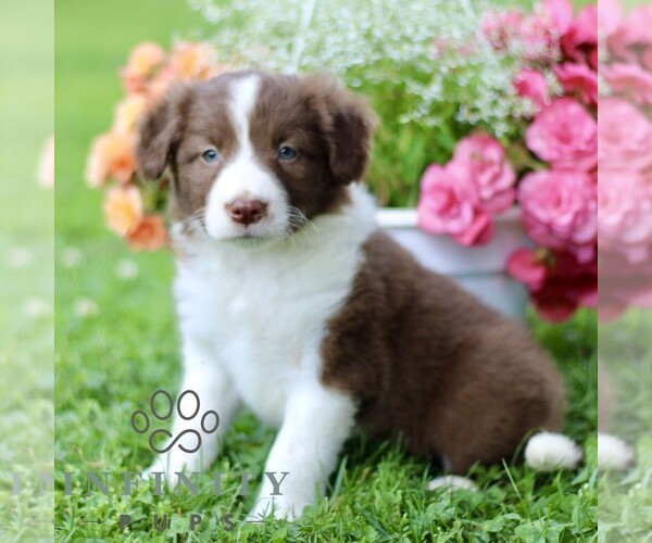 Medium Photo #3 Border Collie Puppy For Sale in QUARRYVILLE, PA, USA