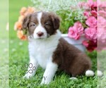 Small #2 Border Collie