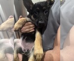 Small #1 German Shepherd Dog