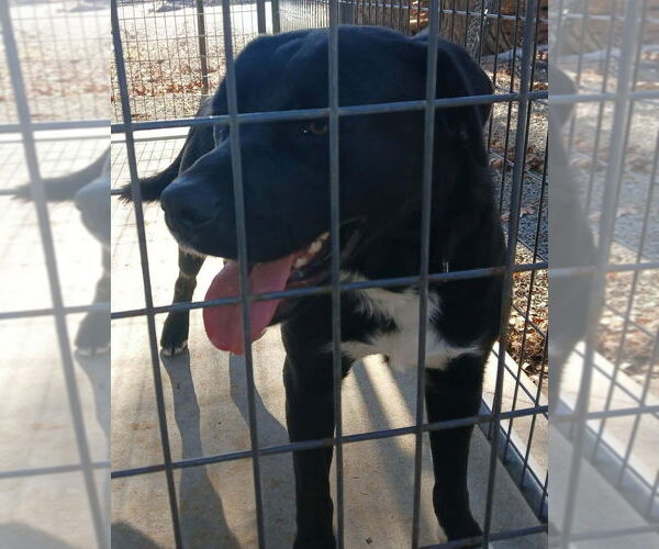 Medium Photo #1 Boxador Puppy For Sale in garner, NC, USA