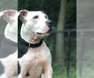 Justus - Male American Pit Bull Terrier-Unknown Mix Dog for Adoption - Photo #3