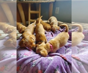 Cavapoo-French Bulldog Mix Puppy for sale in CONYERS, GA, USA