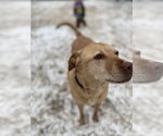 Small #6 Labrador Retriever Mix