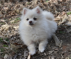 Pomeranian Puppy for sale in DINWIDDIE, VA, USA
