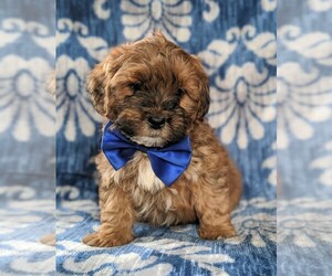 Lhasa-Poo Puppy for sale in LINCOLN UNIV, PA, USA
