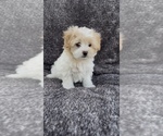 Small #1 Maltese