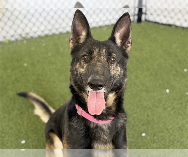 Medium Photo #3 German Shepherd Dog Puppy For Sale in Tavares, FL, USA
