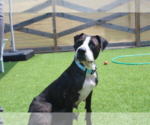 Mutt Dogs for adoption in Chestertown, MD, USA