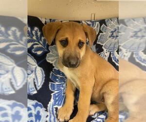 German Shepherd Dog-Unknown Mix Dogs for adoption in HESPERIA, CA, USA