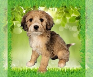 Medium Bernedoodle (Miniature)