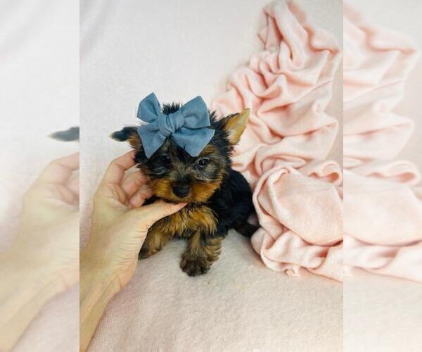 Medium Photo #15 Yorkshire Terrier Puppy For Sale in NEW YORK, NY, USA