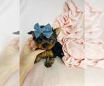 Small #14 Yorkshire Terrier