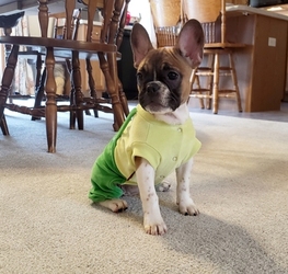 French Bulldog Puppy for sale in ADRIAN, MI, USA