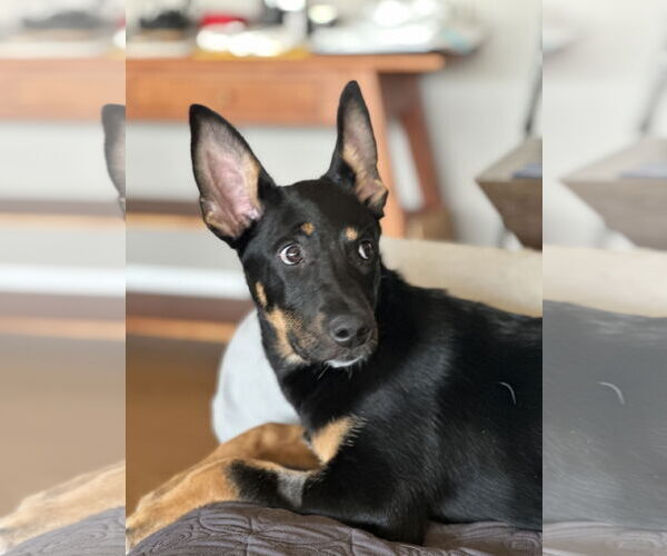 Medium Photo #21 German Shepherd Dog Puppy For Sale in Seattle, WA, USA