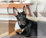 Small #20 German Shepherd Dog