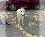 Small #2 Great Pyrenees Mix