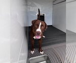 Small #1 Labrador Retriever Mix