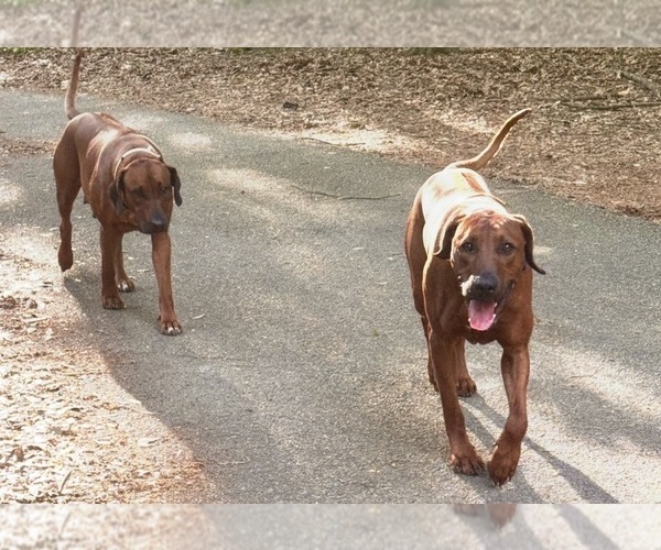 Medium Photo #21 Rhodesian Ridgeback Puppy For Sale in MADISON, GA, USA