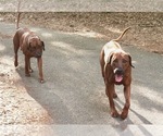 Small #20 Rhodesian Ridgeback