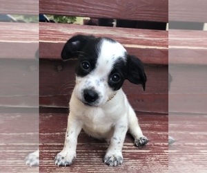 Chug Puppy for sale in ENID, OK, USA