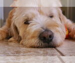 Small #2 Golden Retriever Mix