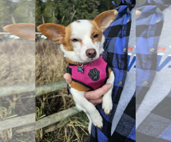 Medium Photo #3 Chiranian Puppy For Sale in Arlington, WA, USA